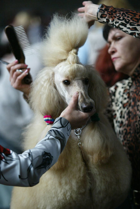 International dog show. Photo by Julia Darashkevich